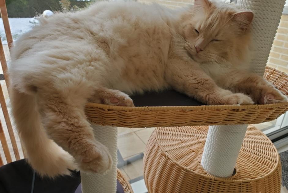 Alerte Disparition Chat  Mâle , 4 ans Mouscron Belgique