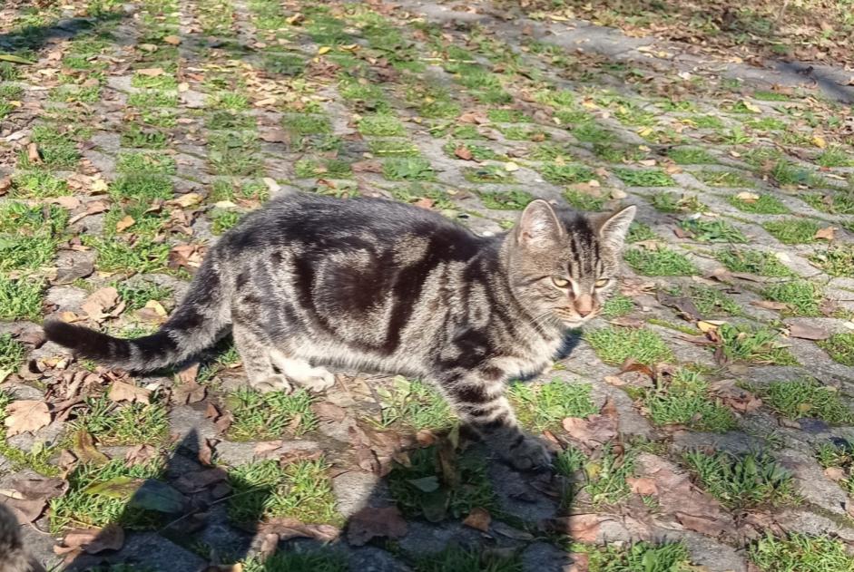 Alerte Découverte Chat Mâle , Entre 1 et 3 mois Fribourg Suisse