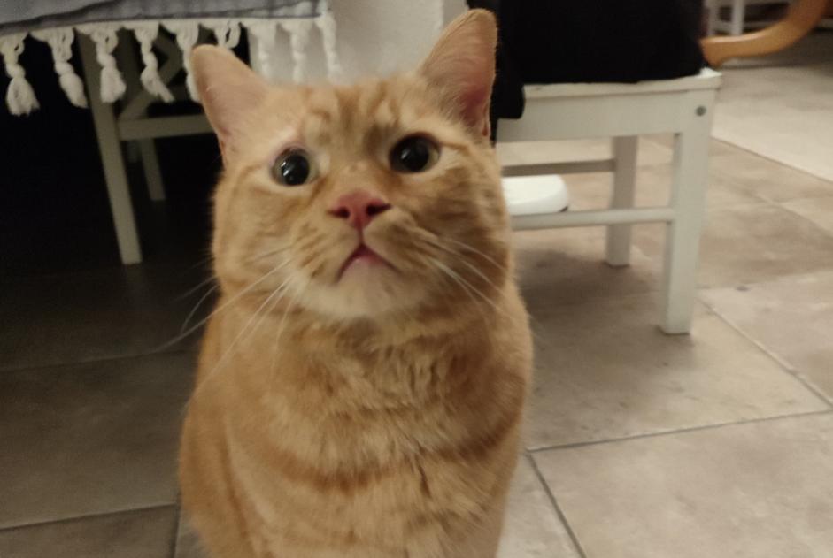 Alerte Découverte Chat Femelle Bern Suisse