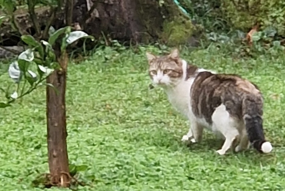 Alerte Découverte Chat Inconnu Sisco France