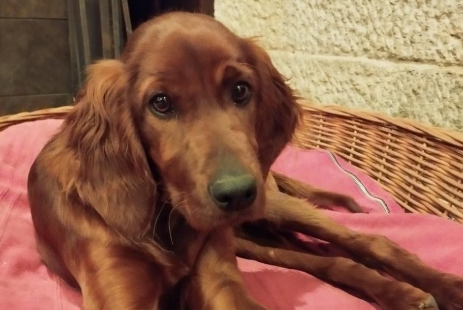 Alerte Disparition Chien  Femelle , 1 ans Tolède Espagne