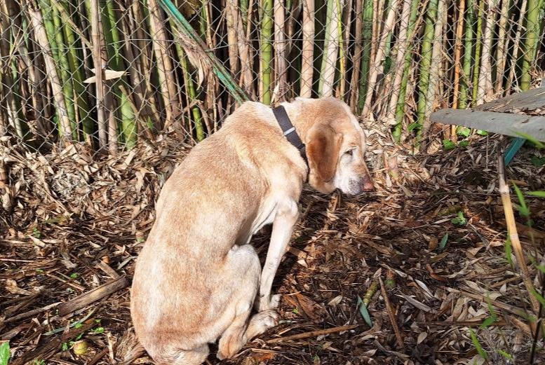 Alerte Découverte Chien  Inconnu Galgon France