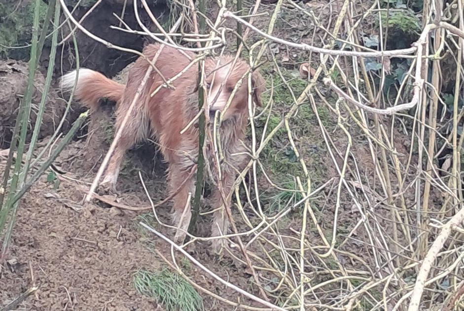 Alerte Découverte Chien Inconnu Rimou France