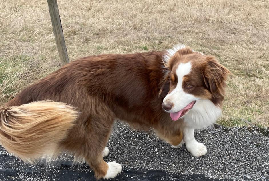 Alerte Découverte Chien  Inconnu Conthey Suisse