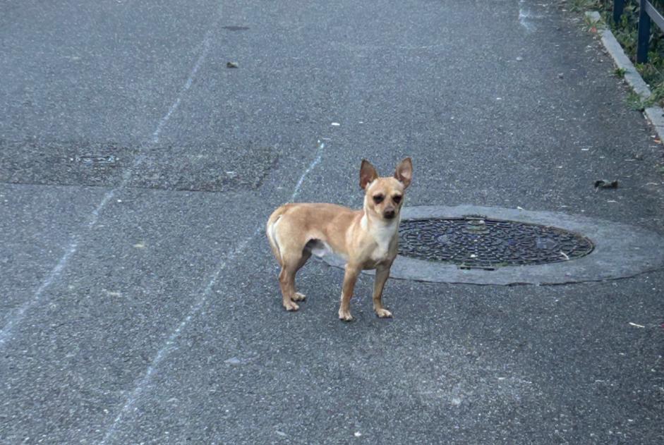 Alerte Découverte Chien  Mâle Vénissieux France