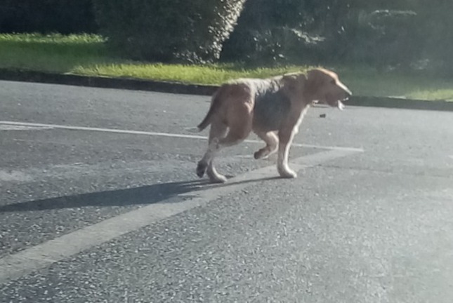 Alerte Découverte Chien croisement Inconnu Lussac-les-Châteaux France