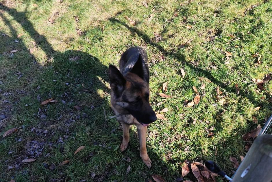 Alerte Découverte Chien  Mâle Saint-Denis-des-Murs France