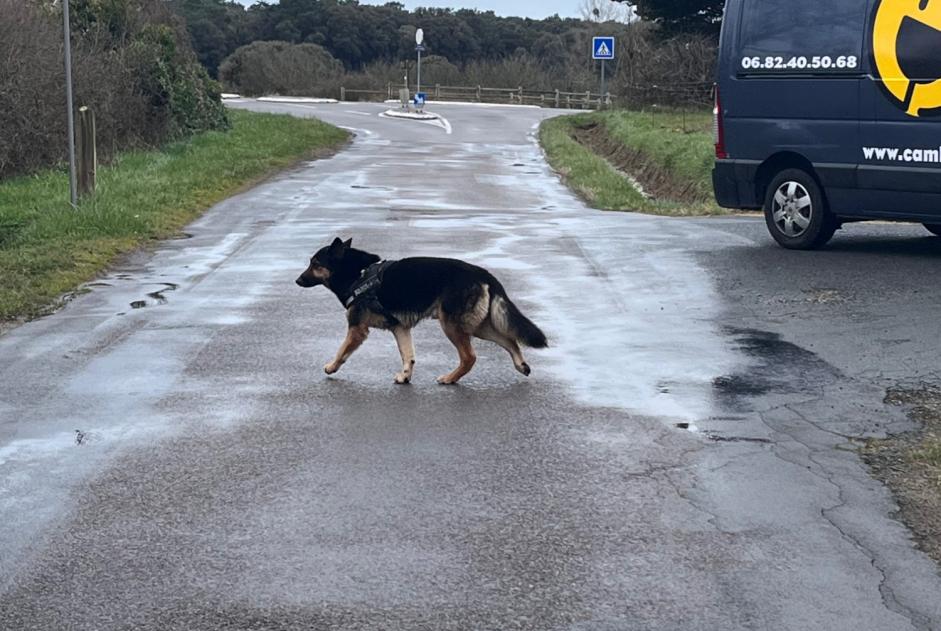 Alerte Découverte Chien  Inconnu Les Sables-d'Olonne France