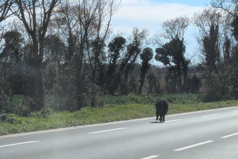 Alerte Découverte Chien  Inconnu Villedoux France