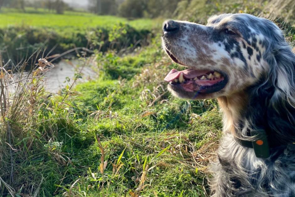 Avviso scomparsa Cane  Maschio , 11 anni Plénée-Jugon Francia