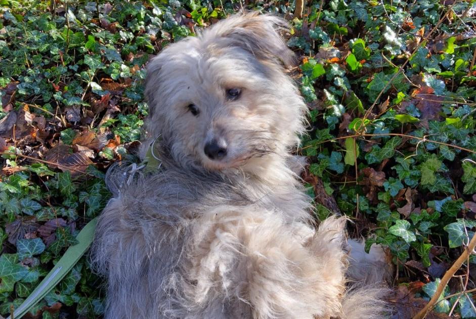 Avviso scomparsa Cane Maschio , 1 anni Namur Belgio