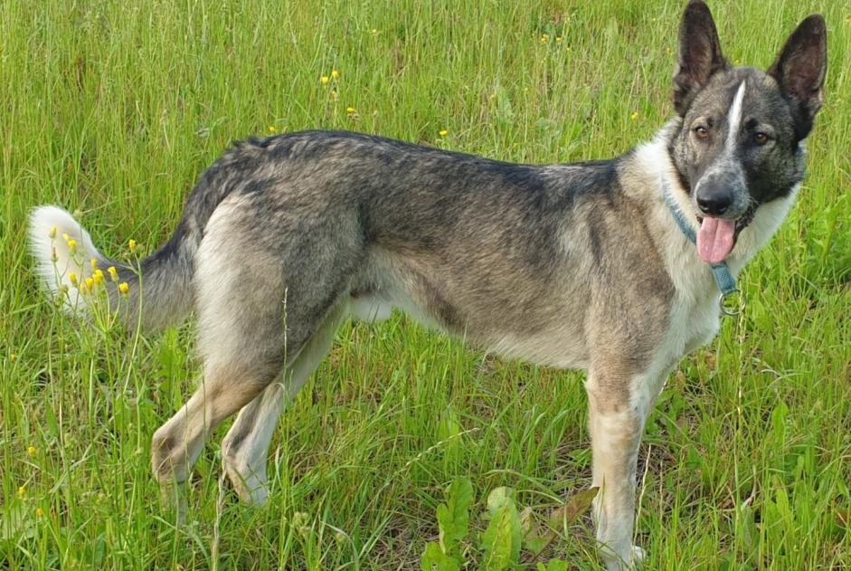 Avviso scomparsa Cane incrocio di razze Maschio , 6 anni Colombies Francia