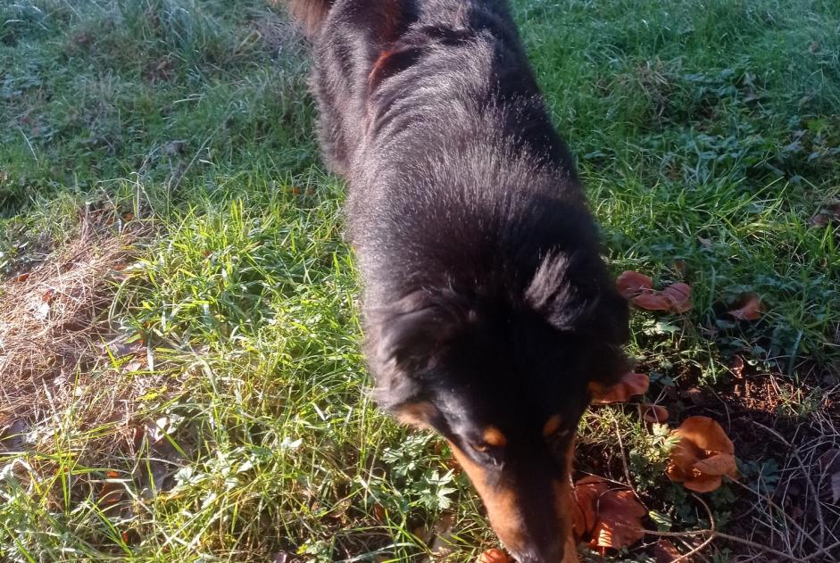 Avviso scomparsa Cane  Maschio , 2 anni Ath Belgio