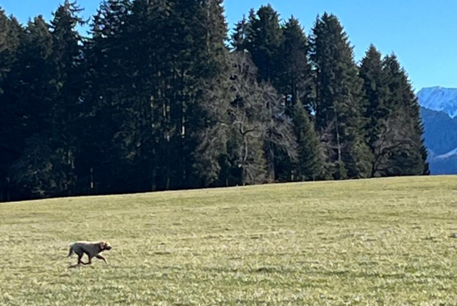 Avviso Ritrovamento Cane Non conosciuta Riaz Svizzera