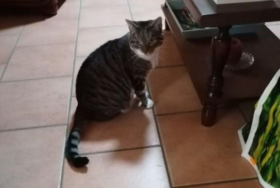 Avviso scomparsa Gatto incrocio di razze Femmina , 6 anni Sargé-lès-le-Mans Francia