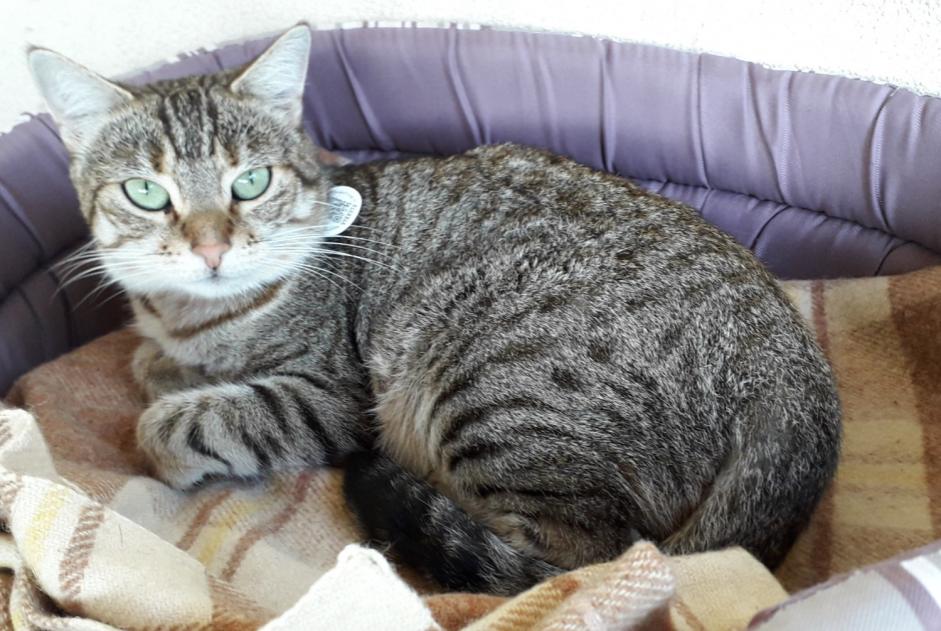 Avviso scomparsa Gatto incrocio di razze Femmina , 7 anni Bédarieux Francia