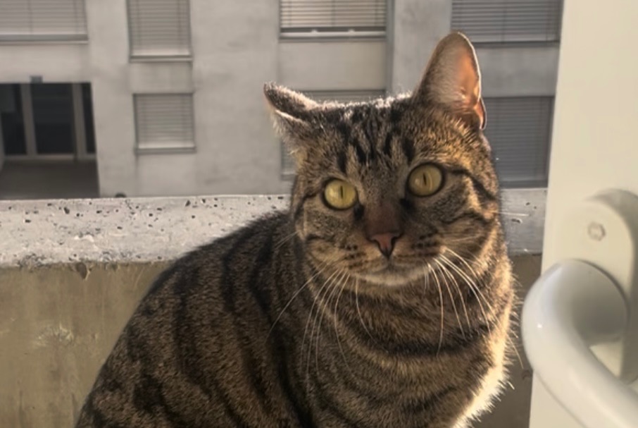 Avviso scomparsa Gatto Maschio , 24 anni Yverdon-les-Bains Svizzera