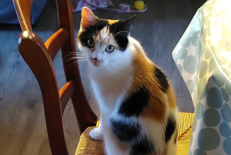 Avviso scomparsa Gatto Femmina , 1 anni Meudon Francia