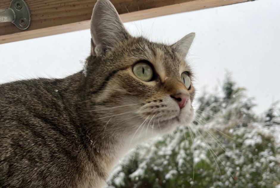 Avviso scomparsa Gatto Femmina , 2 anni Les Pavillons-sous-Bois Francia