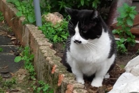 Avviso scomparsa Gatto Maschio , 8 anni Urbanya Francia