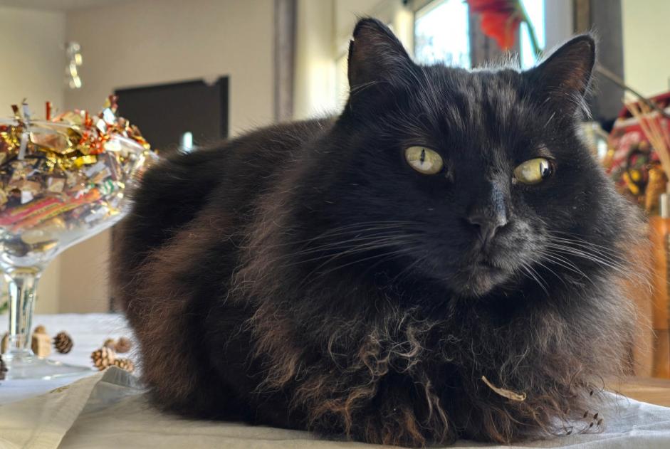 Avviso scomparsa Gatto incrocio di razze Maschio , 9 anni Saint-Priest Francia