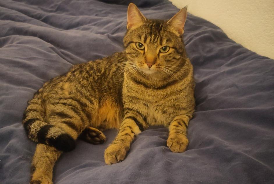 Avviso scomparsa Gatto Maschio , 5 anni Fribourg Svizzera