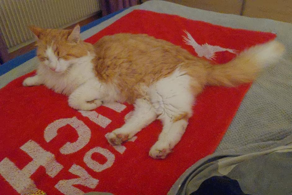 Avviso scomparsa Gatto Maschio , 8 anni Thoune Svizzera