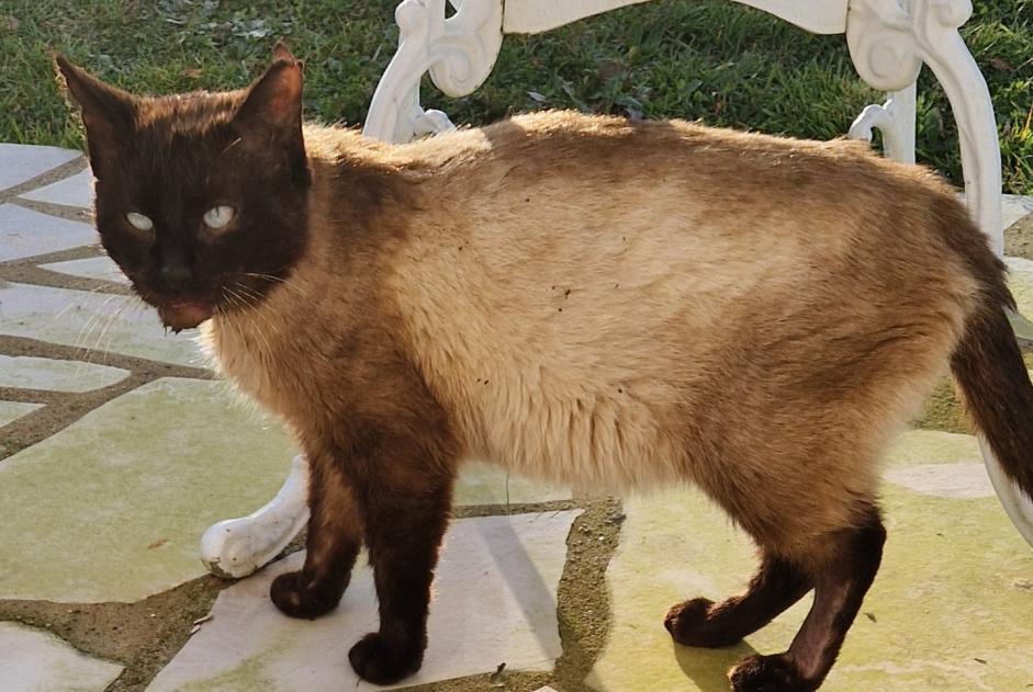 Avviso Ritrovamento Gatto  Non conosciuta Segré-en-Anjou Bleu Francia