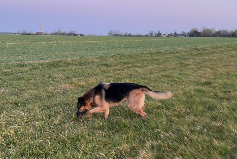 Ontdekkingsalarm Hond  Mannetje Unverre Frankrijk