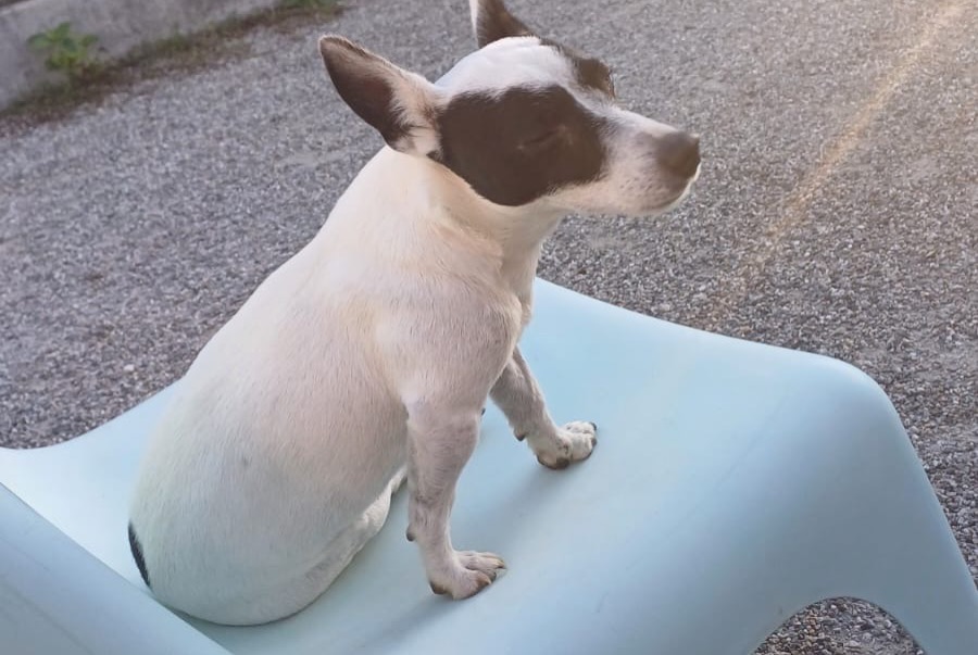 Verdwijningsalarm Hond  Mannetje , 6 jaar Telhado Portugal