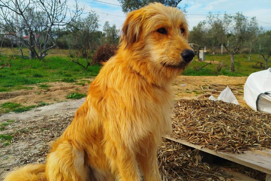 Verdwijningsalarm Hond Mannetje , 1 jaar Mata Portugal