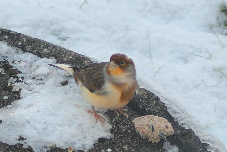 Ontdekkingsalarm Vogel Onbekend Bulle Zwitserland