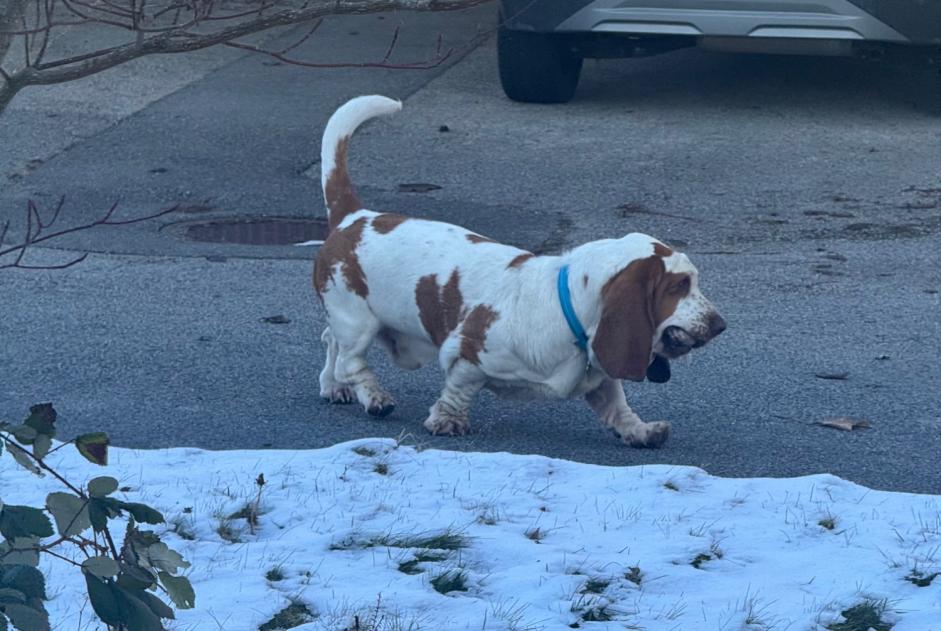 Alerta desaparecimento Cão  Macho , 4 anos Savigny Switzerland