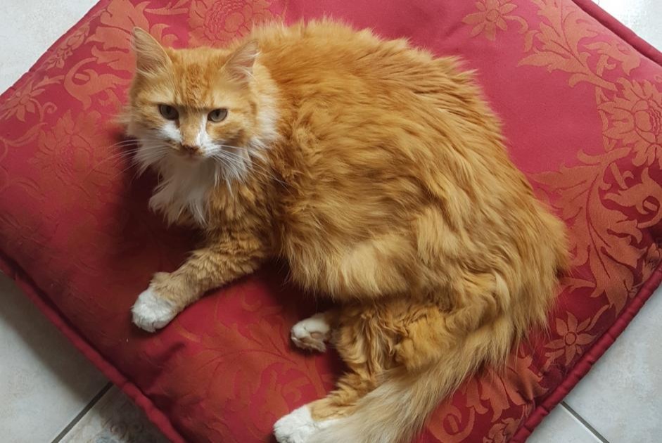 Alerta desaparecimento Gato  Macho , 11 anos Saint-Hilaire-Saint-Mesmin France