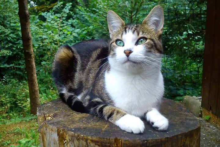 Alerta desaparecimento Gato cruzamento Fêmea , 13 anos Le Mouret Switzerland