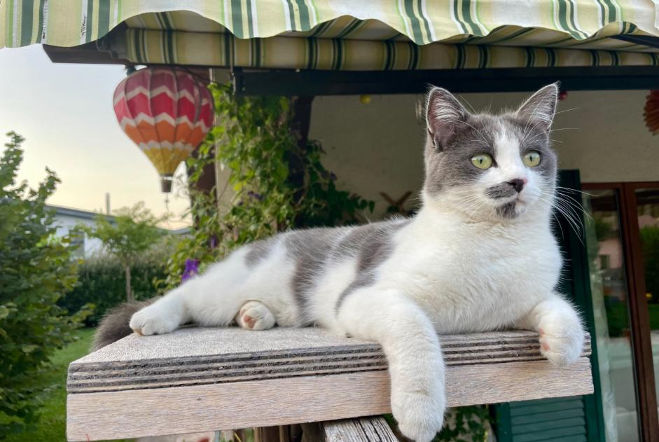 Alerta desaparecimento Gato cruzamento Fêmea , 3 anos Collombey-Muraz Switzerland