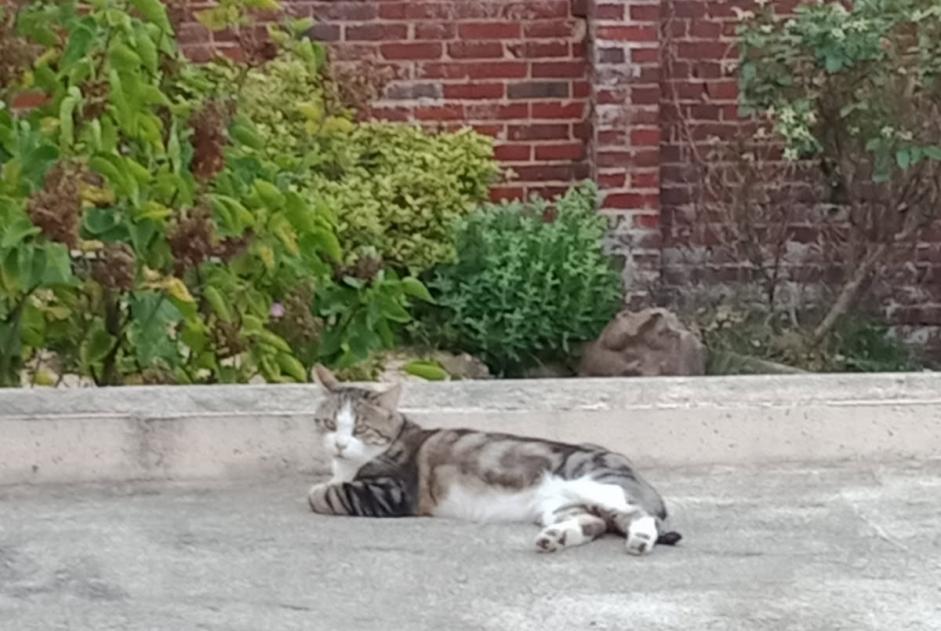 Alerta desaparecimento Gato  Macho , 8 anos Beauvais France