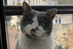 Alerta desaparecimento Gato Fêmea , 6 anos Jávea Spain