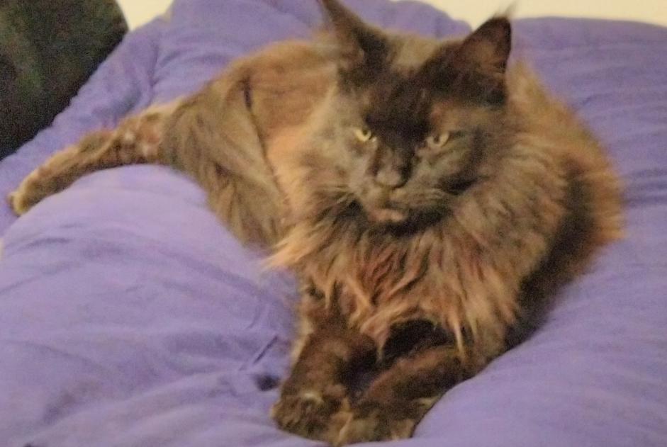 Alerta desaparecimento Gato  Fêmea , 11 anos Le Beausset France