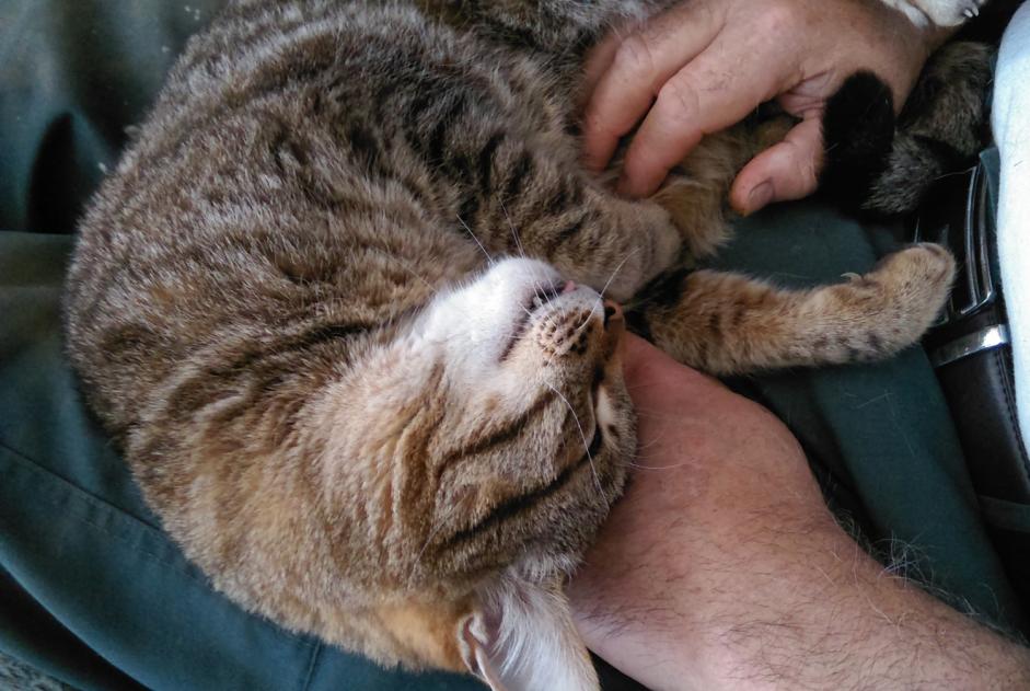 Alerta desaparecimento Gato  Macho , 17 anos Kervignac France