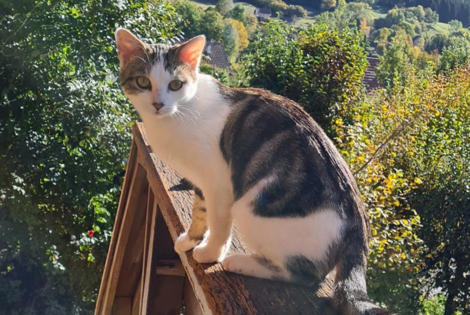 Alerta desaparecimento Gato cruzamento Fêmea , 2 anos Arvillard France