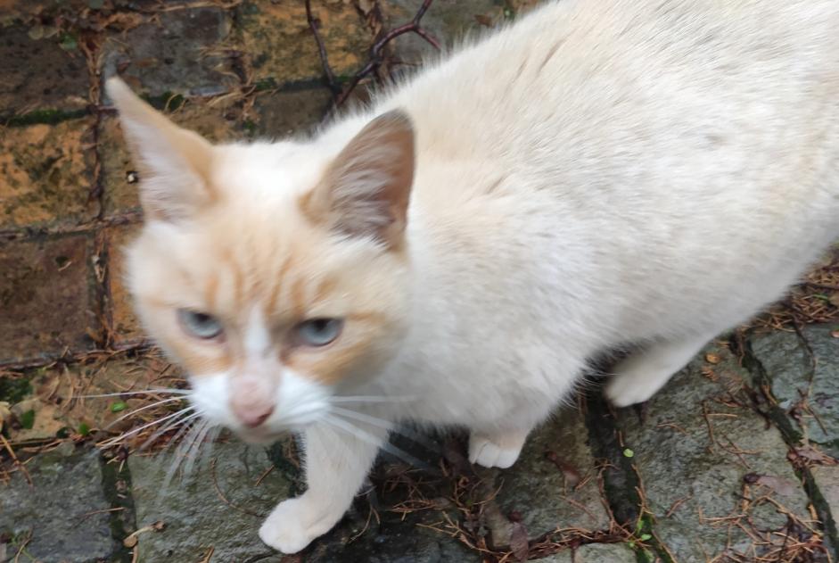 Alerta descoberta Gato Fêmea La Louvière Belgium