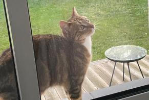 Alerta descoberta Gato Desconhecido Anglet France