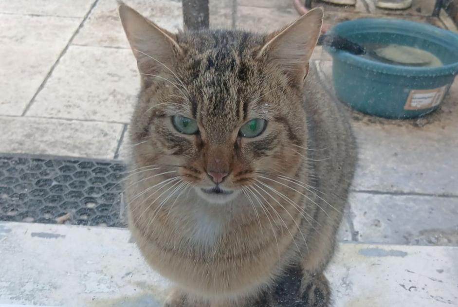 Alerta descoberta Gato Macho Émerainville France